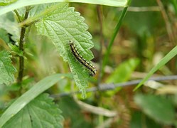 caterpillar-342155__180